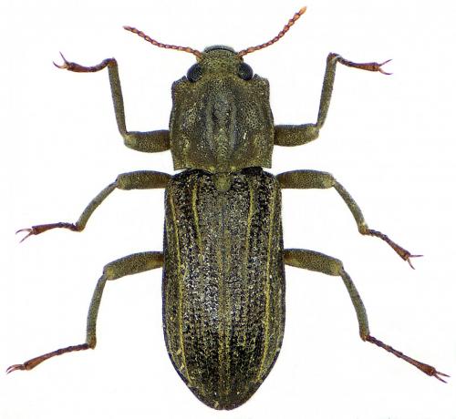 Stenelmis canaliculata